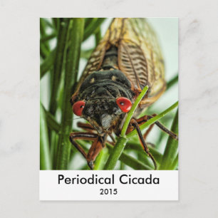 Periodicale Cicada Large Insect Macro Foto Briefkaart