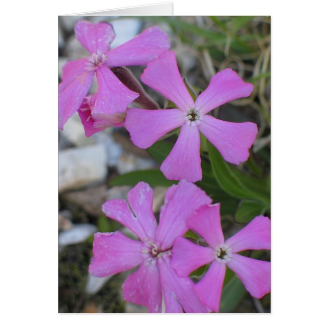 Périwinkle (Devant)