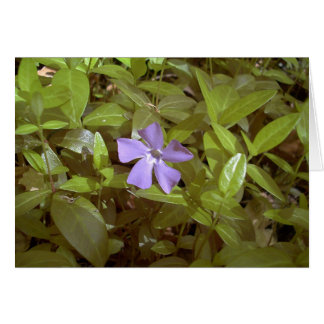Periwinkle bij Letchworth
