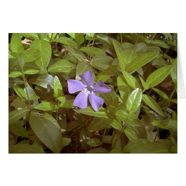Periwinkle bij Letchworth (Voorkant Horizontaal)