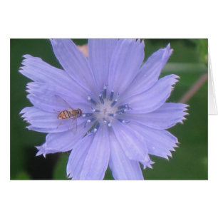 Periwinkle Blue