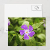 Periwinkle Briefkaart (Voorkant / Achterkant)