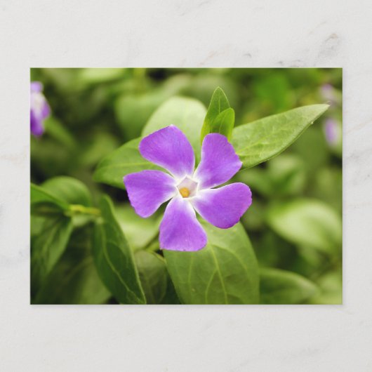 Periwinkle Briefkaart (Voorkant)