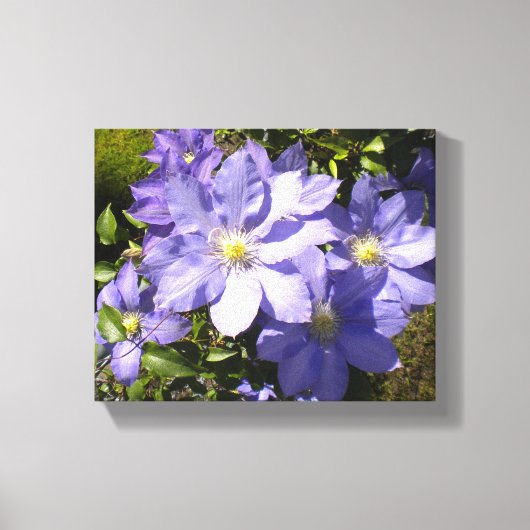 Periwinkle Clematis Canvas Afdruk (Voorkant)