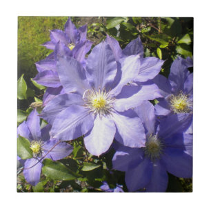Periwinkle Clematis Tegel Tegeltje