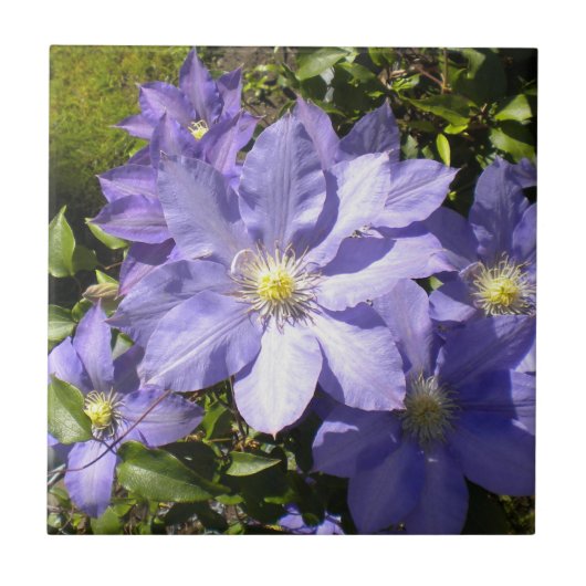 Periwinkle Clematis Tegel Tegeltje (Voorkant)