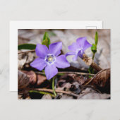 Periwinkle Flowers Briefkaart (Voorkant / Achterkant)