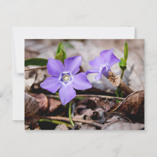 Periwinkle Flowers Briefkaart