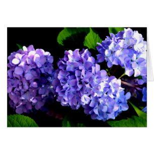 Periwinkle hydrangeas paardenbloemen blauwe bloeme