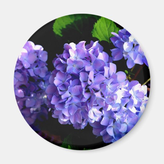 Periwinkle hydrangeas paarse blauwe bloem magneet (Voorkant)