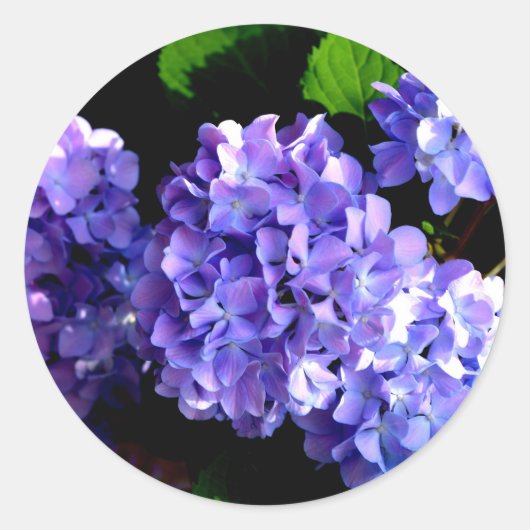 Periwinkle hydrangeas paarse blauwe bloem ronde sticker (Voorkant)