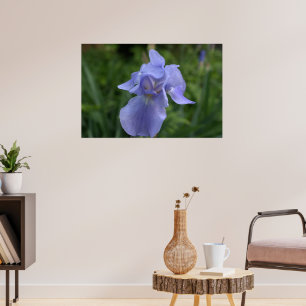 Periwinkle Iris Flower Poster