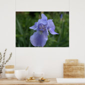 Periwinkle Iris Flower Poster (Keuken)