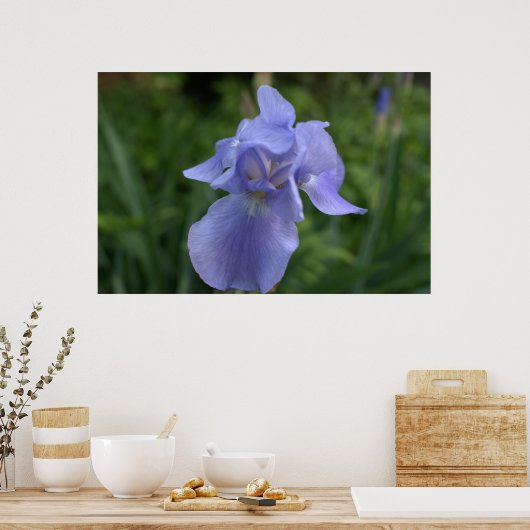  Periwinkle Iris Flower Poster (Keuken)