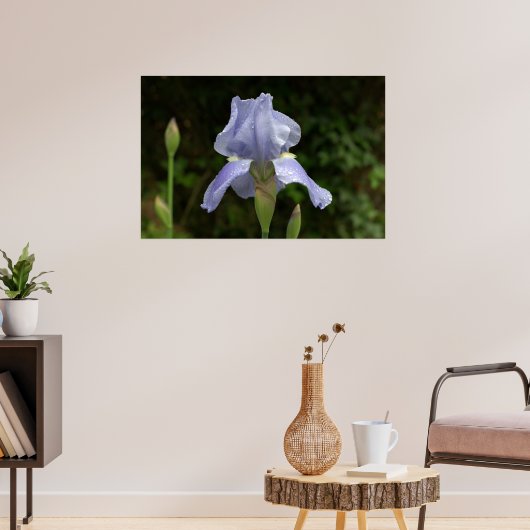 Periwinkle Iris met Raindrops Garden Poster (Woonkamer 3)