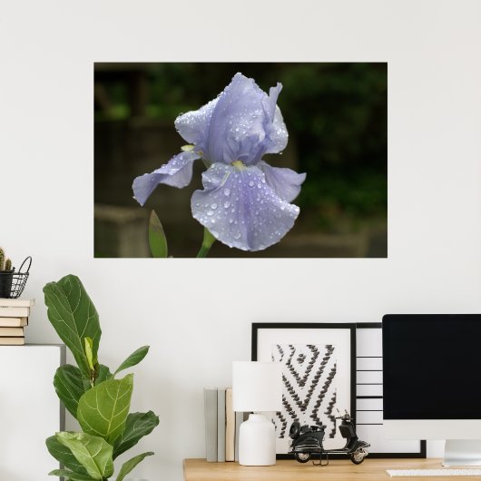 Periwinkle Iris met regendruppels Poster (Thuiskantoor)