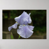 Periwinkle Iris met regendruppels Poster (Voorkant)