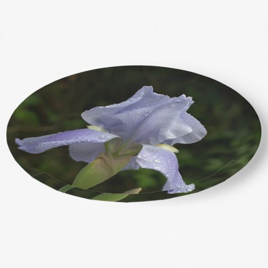 Periwinkle Iris Petals Regendruppels Papieren Bordje (Gekanteld)