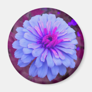 Périwinkle n rose Zinnia Magnet