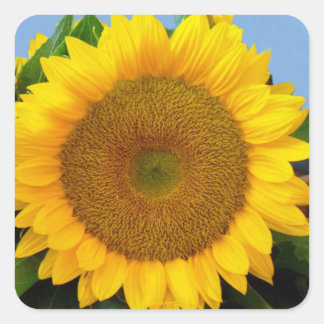 Perky Sunflower Vierkante Sticker