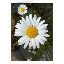 Perky White Daisy Flower Blank Kaart