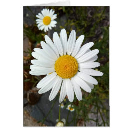 Perky White Daisy Flower Blank Kaart