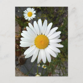 Perky White Daisy Flower Briefkaart