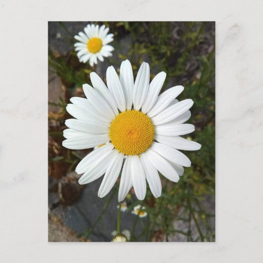 Perky White Daisy Flower Briefkaart (Voorkant)