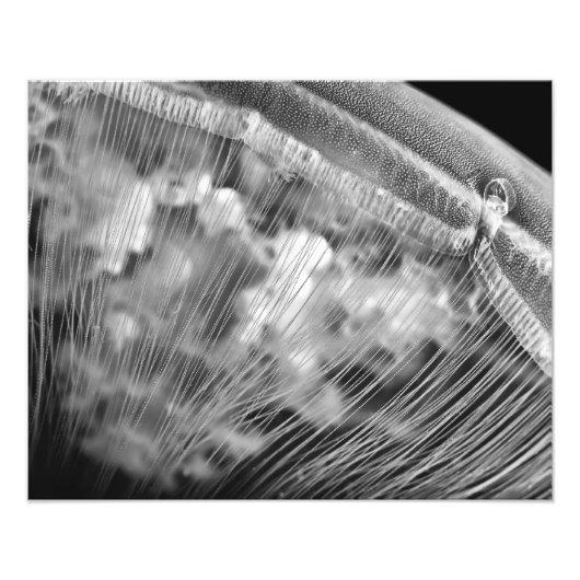Perles de lune - élargissement photo (Devant)