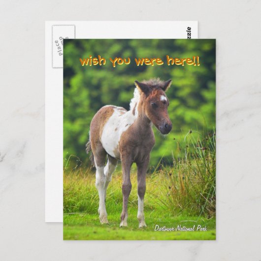 Permanent Dartmoor Pony Foal briefkaart (Voorkant / Achterkant)