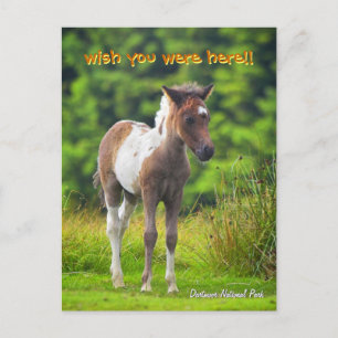 Permanent Dartmoor Pony Foal briefkaart