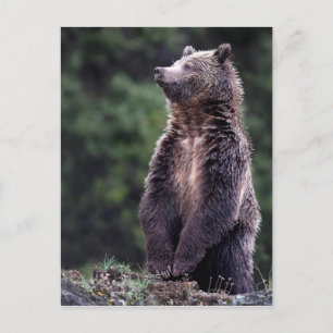 Permanent Grizzly-Beer Briefkaart