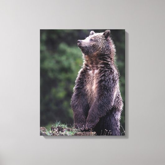 Permanent Grizzly-Beer Canvas Afdruk (Voorkant)