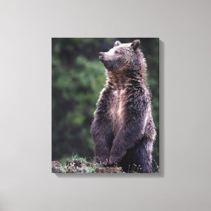 Permanent Grizzly-Beer Canvas Afdruk