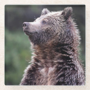 Permanent Grizzly-Beer Glazen Onderzetter
