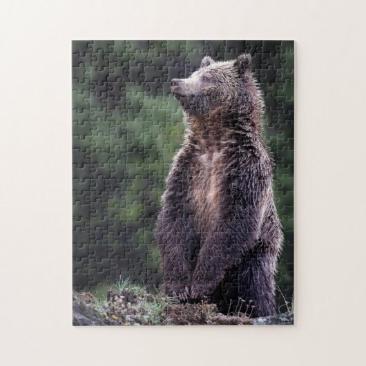 Permanent Grizzly-Beer Legpuzzel (Verticaal)