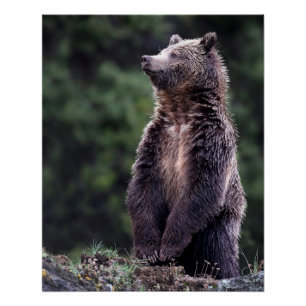 Permanent Grizzly-Beer Perfect Poster