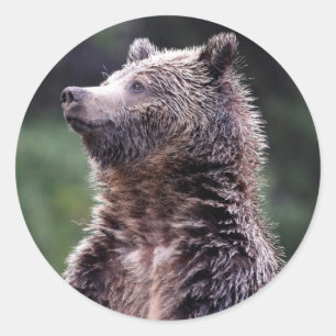 Permanent Grizzly-Beer Ronde Sticker