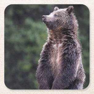Permanent Grizzly-Beer Vierkante Kartonnen Onderzetter