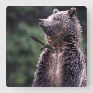 Permanent Grizzly-Beer Vierkante Klok