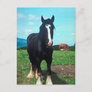 Permanent Shire Briefkaart