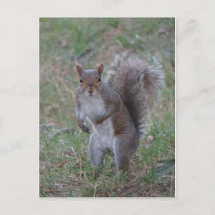 Permanente eekhoorn briefkaart