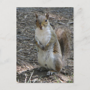 Permanente eekhoorn briefkaart