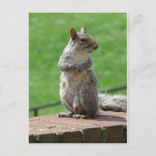 Permanente eekhoorn briefkaart