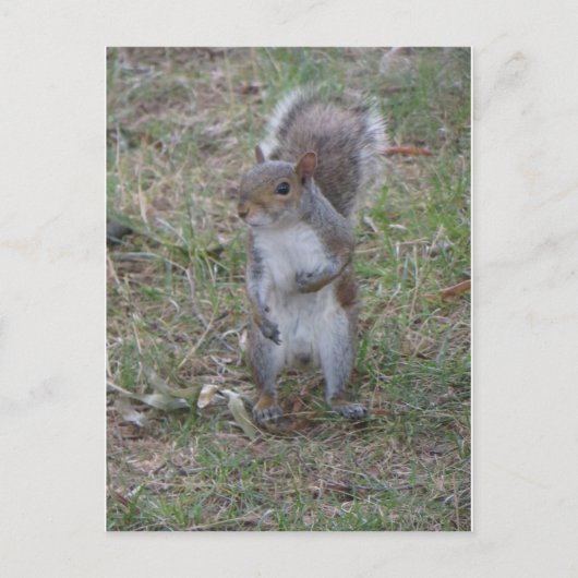 Permanente eekhoorn briefkaart (Voorkant)