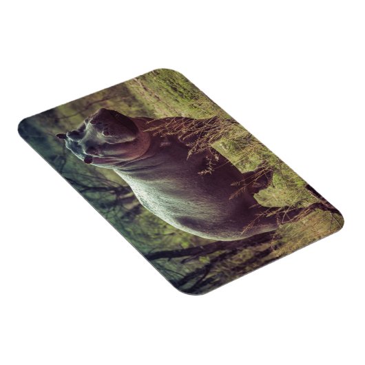 Permanente Hippo Posing in camera in Africa Foliag Magneet (Rechterzijde)