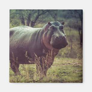 Permanente Hippo Posing in camera in Africa Foliag Magneet