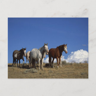Permanente paarden in Western deegras Briefkaart