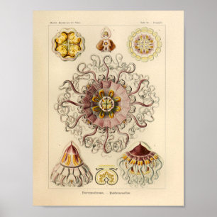  Peromedusae kleur Ernst Haeckel Art Afdrukken Poster