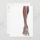 Peroneus Longus Briefkaart (Voorkant / Achterkant)